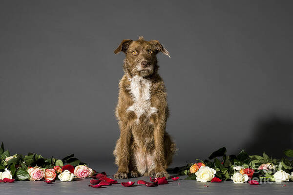 Brown Poster featuring the photograph Dog with flowers by Ami Siano
