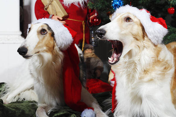 Dogs Poster featuring the photograph dogs Borzoi puppies and Christmas greetings by Christian Lagereek