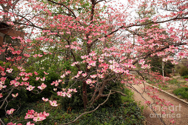 Dogwood; Spring; Garden; Arb; Bartlett Arboretum In Belle Plaine Kansas; Outdoors; Gardening; The Great Outdoors; Spring In Kansas; Flowering Trees; Flowers; Blossom; Seasons Of Change; Beauty;  Poster featuring the photograph Dogwood by Betty Morgan