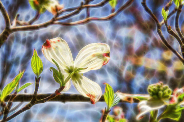 Dogwood Poster featuring the photograph Dogwood Glowing in the Sunlight by Beth Venner