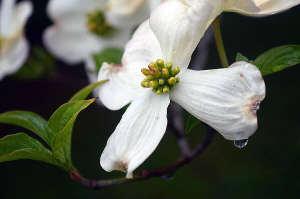 Floral Poster featuring the photograph Dogwood Season Number Two by Lena Wilhite