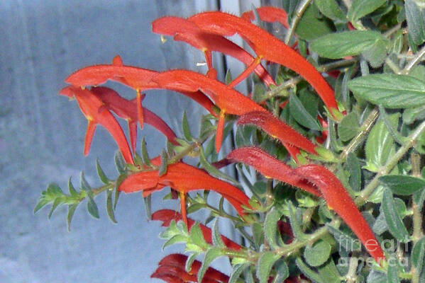 Plant Poster featuring the photograph Dolphin Plant by Brenda Brown