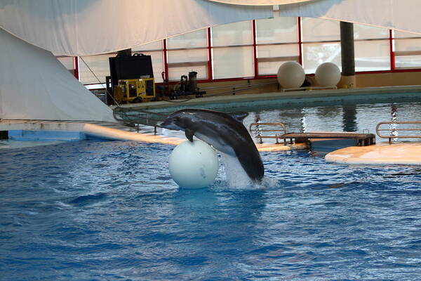 Inner Poster featuring the photograph Dolphin Show - National Aquarium in Baltimore MD - 1212169 by DC Photographer