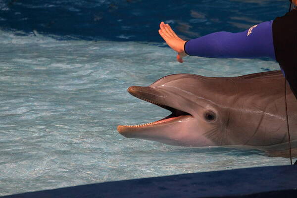 Inner Poster featuring the photograph Dolphin Show - National Aquarium in Baltimore MD - 1212220 by DC Photographer