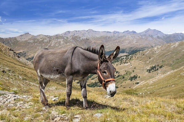 Feb0514 Poster featuring the photograph Donkey Alps France by Konrad Wothe