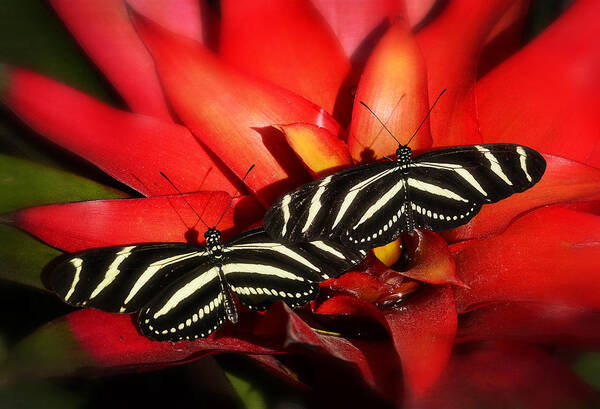 Zebra Longwings Butterfly Poster featuring the photograph Double Trouble by Saija Lehtonen