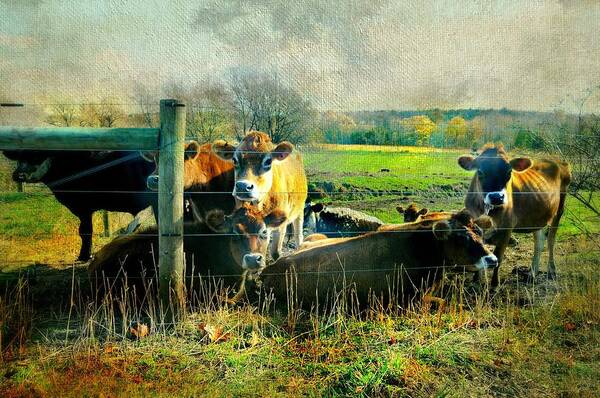 Farm Poster featuring the photograph Down On Bended Knee by Diana Angstadt