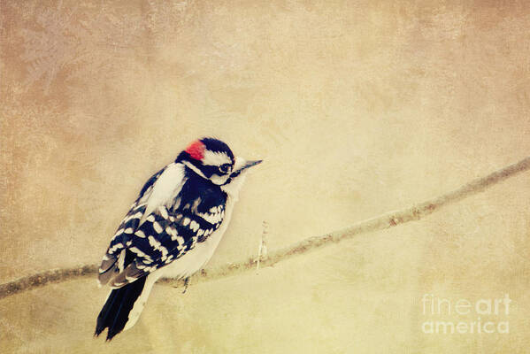 Woodpecker Poster featuring the photograph Downy Woodpecker by Pam Holdsworth