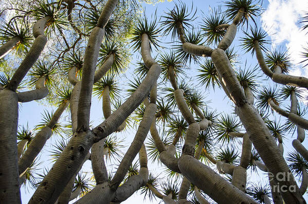 Dracaena Draco Poster featuring the photograph Dragon Tree by Deborah Smolinske