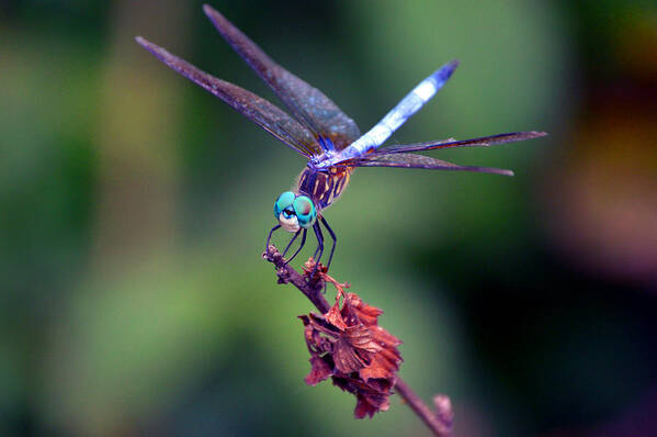 Dragonfly Poster featuring the photograph Dragonfly 2 by Lesa Fine