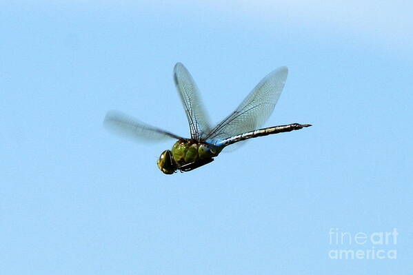 Insect Art Poster featuring the photograph Dragonfly Flight by Neal Eslinger