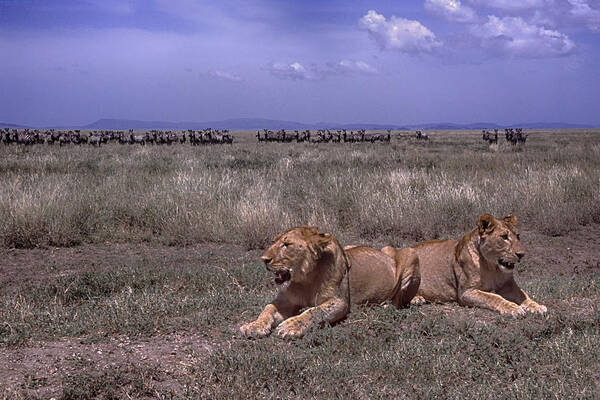 Waiting Poster featuring the photograph Drama on the Serengeti by Gary Hall