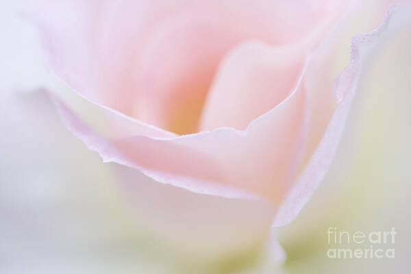 Rose Poster featuring the photograph Dreamy Rose by Patty Colabuono