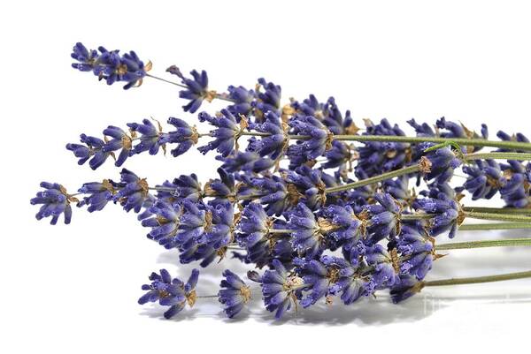 Lavender Poster featuring the photograph Dried lavender by Martin Capek