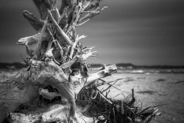 Driftwood Poster featuring the photograph Driftwood at Race Point by Brian Caldwell