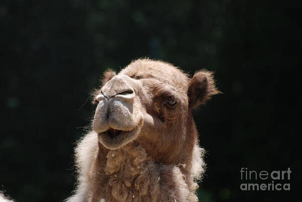 Camel Poster featuring the photograph Dromedary Camel Face by DejaVu Designs