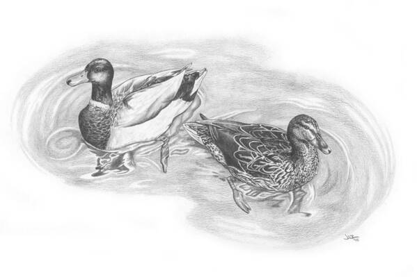Mallard Poster featuring the drawing Duck by JWB Art Unlimited