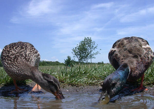 Duck Poster featuring the photograph Ducks Eye View by Shane Bechler