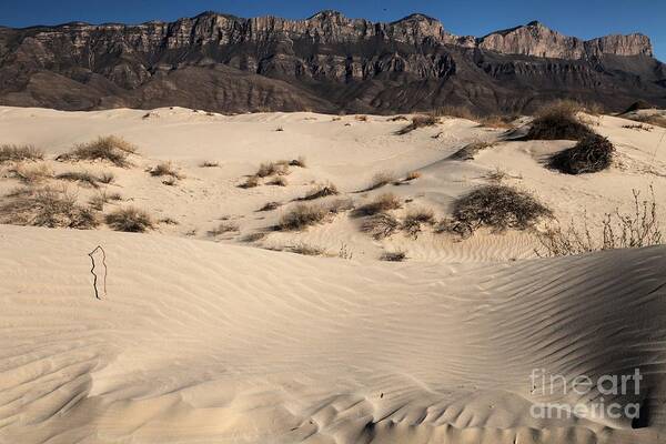 Guadalupe Mountains National Park Poster featuring the photograph Dunes At The Guadalupes by Adam Jewell