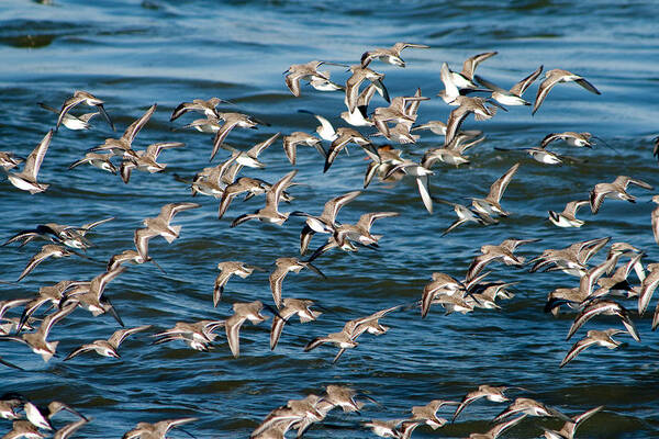 Dunlins Poster featuring the photograph Dunlins in Flight by Kristia Adams
