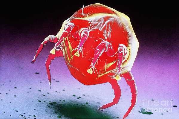 Dust Mite Poster featuring the photograph Dust Mite by Biophoto Associates