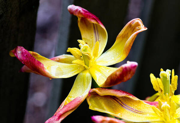 Ron Roberts Photography Poster featuring the photograph Dying Tulip by Ron Roberts