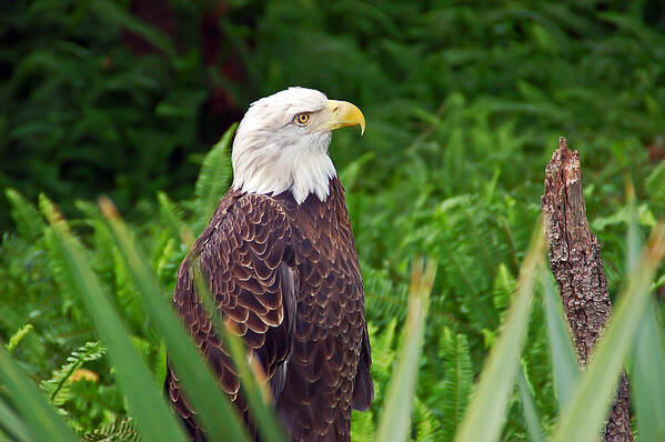 Eagle Poster featuring the photograph Eagle by Aimee L Maher ALM GALLERY