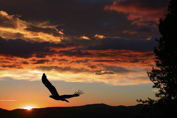 Bald Eagle Poster featuring the photograph Eagle at Sunset by Shane Bechler