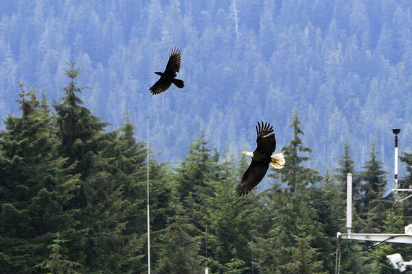 Eagle Poster featuring the photograph Eagle Chasing Raven by Shoal Hollingsworth