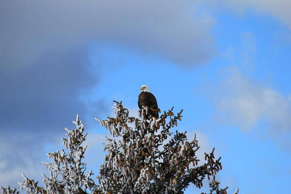 Eagle Poster featuring the photograph Eagle In Frosty Pine by Trent Mallett