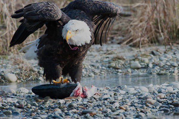 Eagle Poster featuring the photograph Eagle - salmon hunting by Hisao Mogi