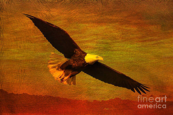 Eagle Poster featuring the photograph Eagle Spirit by Deborah Benoit