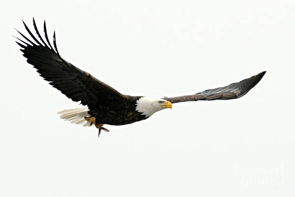 Photography Poster featuring the photograph Eagle with Fish by Larry Ricker