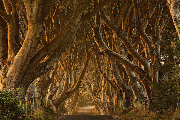 Dark Poster featuring the photograph Early Morning Dark Hedges by Derek Smyth