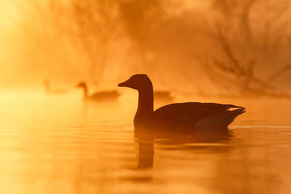 Goose Poster featuring the photograph Early Morning Mood by Roeselien Raimond