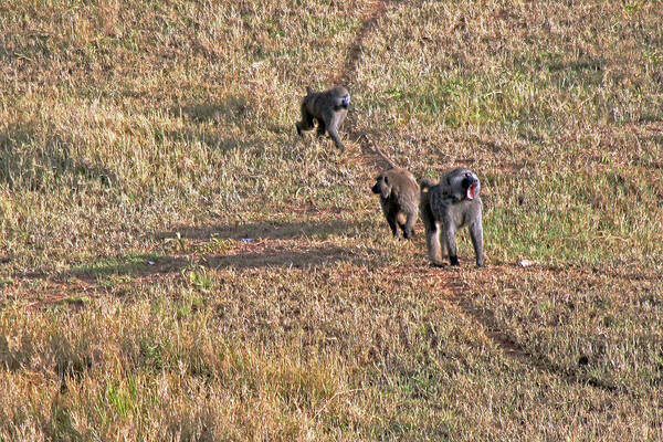 Baboon Family In Early Morning Seen From A Balloon Flying Over The Serengeti Poster featuring the photograph Early morning stroll by Tony Murtagh