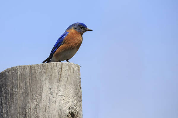 Gary Hall Poster featuring the photograph Eastern Bluebird 4 by Gary Hall