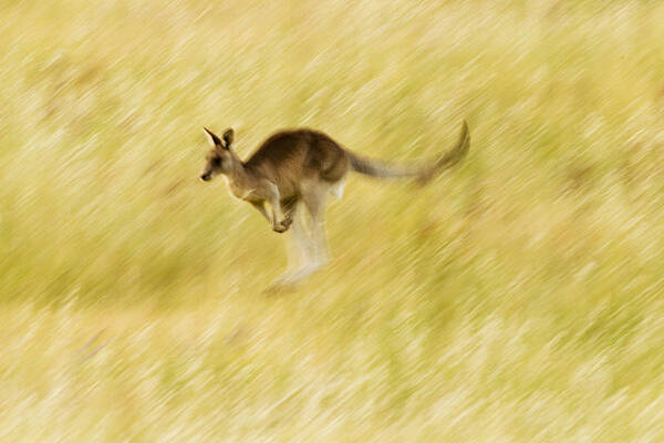 Sebastian Kennerknecht Poster featuring the photograph Eastern Grey Kangaroo Hopping by Sebastian Kennerknecht