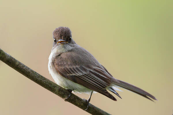 Eastern Phoebe Poster featuring the photograph Eastern Phoebe by Bill Wakeley