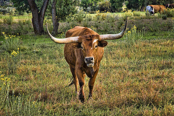 Longhorn Cattle Poster featuring the photograph Eat Leaf Not Beef by Priscilla Burgers