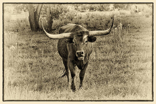 Longhorn Cattle Poster featuring the photograph Eat Leaf Not Beef Sepia by Priscilla Burgers