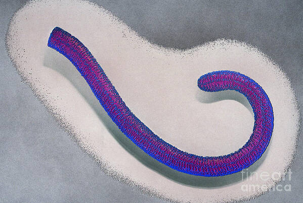 Illustration Poster featuring the photograph Ebola Virus by Chris Bjornberg