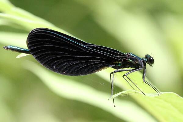 Ebony Jewelwing Poster featuring the photograph Ebony Jewelwing - male by Doris Potter