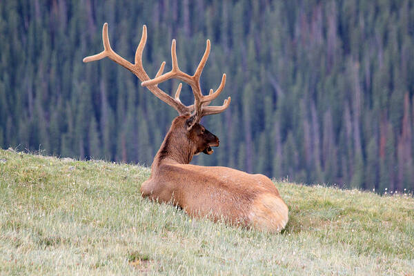 Elk Poster featuring the photograph Echo by Shane Bechler