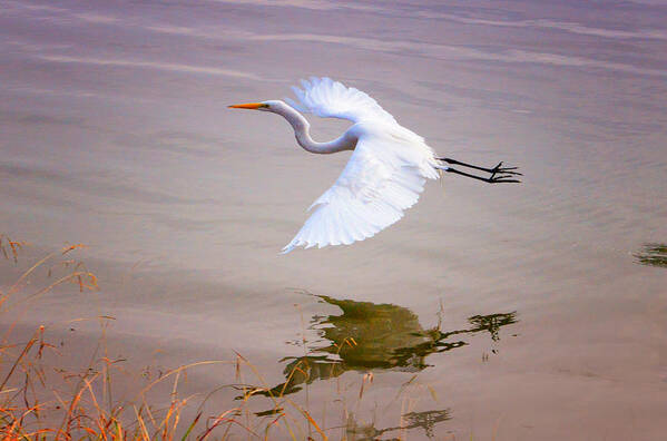 Egret Poster featuring the photograph Egret in flight by Patricia Dennis