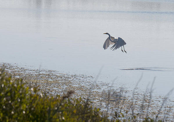 Egret Poster featuring the photograph Egret Taking Off by Paul Ross