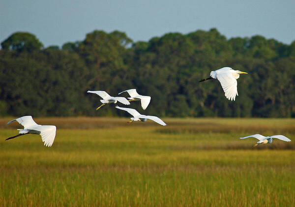 Birds Poster featuring the photograph Egrets in Flight on Jekyll Island by Bruce Gourley