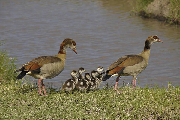 Africa Poster featuring the photograph Egyptian Geese and Their Fuzzy Dominos by Michele Burgess