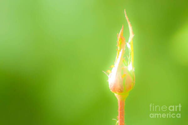 Flower Poster featuring the photograph Electric Growth by Kimberly Mitchell