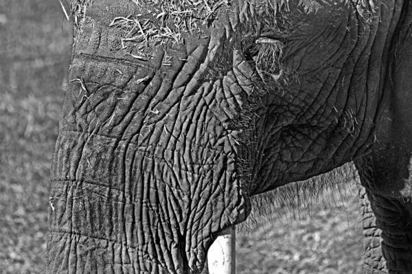 African Elephant Poster featuring the photograph Elephant.. dont cry by Miroslava Jurcik